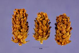   Infructescence:   Phyla lanceolata ; Photo by J. Hernandez, USDA-NRCS Plants Database
